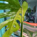 나의 작은 정원-홈 가드닝 이미지