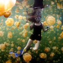 세계의 명소와 풍물 149 - 팔라우, 해파리호수(Jellyfish Lake) 이미지