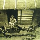 강아지나라 이미지