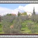 올리브나무 이미지