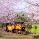 벚꽃 열차 타고 제주 여행” 4월에 방문하기 좋은 제주도 명소 이미지