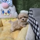 착한애견분양강아지안 - 2524 | 장성강아지분양 펫왕국 애견분양샵에서 귀여움이 넘치는 말티푸 입양한 후기