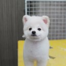 위드퍼피 애견미용실 이미지