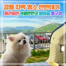 별이애견 | 안반데기 애견동반 차박 명소｜별 보기 좋은 강릉 가볼만한곳
