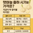 햇마늘 출하 시기랑 가격은? - 지금이 딱 알아볼 타이밍!