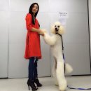 클라라 애견 이미지