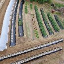 텃밭가꾸기 이미지