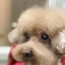 피카소 동물병원 미용 이미지