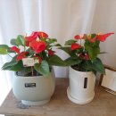 천송이플라워 이미지