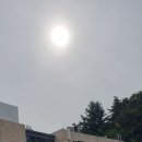 향나무세구루 이미지