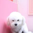 엘리펫 살롱 이미지