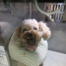 수동물메디컬센터 | 영등포 24시 수동물메디컬 센터 수술 후기