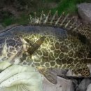 황쏘가리 이미지