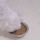 연은동물병원 | 로얄캐닌 시니어 노견사료 8살 강아지 활력 되찾고 아직까지 유지중인 후기