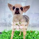 옥산초등 | [내돈내산] 가성비 좋은 옥산애견미용 &#34;몽실애견미용&#34; 방문후기