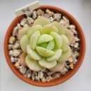 명원농장 이미지