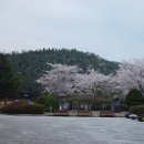 2010-04-15 보문관광단지 벚꽃 이미지