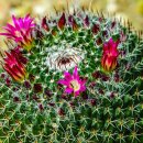 복사꽃공원 이미지