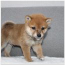 버디독 강아지분양 안심분양센터 김포점 이미지