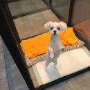 개똥이 애견샵 이미지