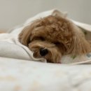 몽이애견 이미지