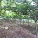 느티나무2농장 이미지