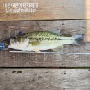 검은솔밭낚시터 | 내돈내산예당지좌대) "검은솔밭좌대" 배스낚시 조행기&amp;시설리뷰