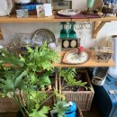 오니바 브런치클럽 이미지