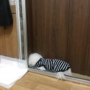 산성애견 이미지