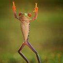 청개구리 이미지