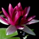 사랑의연못 이미지