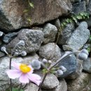 바람꽃뜰 이미지