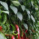 회석농장 | 2022년고추묘(고추모종)예약판매(대기농장)