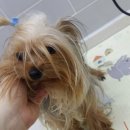 엘케이동물의료센터 이미지