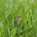 하도소리 이미지