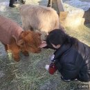 평양순대국 | [ 경기 포천 맛집 ] 로컬 찐맛집 잡내없이 깔끔한 평양순대국 ♥