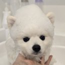 멈머링(mummuring) 이미지