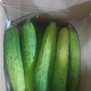 늘푸른마트 | [농라 농라마트]늘푸른사람들 오이 후기