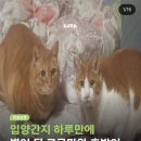 별빛멍냥 이미지