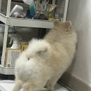 핸독 | <핸독 실리콘 배변매트> 강추강추!