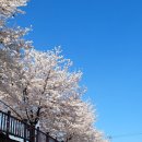 시외버스터미널 | 전주 덕진구 금암동(시외버스터미널 근처) 벚꽃