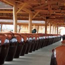 [다이음] 전통주 빚기와 지게미 활용 | [여행] 포천 산사원: 겨울 항아리 정원의 비밀, 20여 종 전통주 무제한 시음 후기