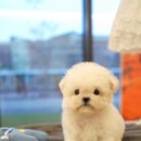 톰퍼피 강아지 분양 이미지