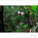 7월 17일 - 이만봉 솔나리, 꼬리진달래, 돌양지꽃, 나나벌이난초, 병아리난초, 자주꿩의 다리, 병조희풀 이미지
