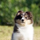 라임레이디 이미지