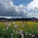 코스모스농원 이미지