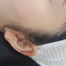 모들헤어