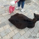 아이와 함께 동물먹이 체험도 하고 나들이가기 좋은 포천 마이 애니멀 스토리 다녀온 후기