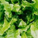 농업기술원 동측3가 3 | 상추의 놀라운 효능 - 불면증과 좋은 피부