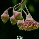 새로와 Daum카페